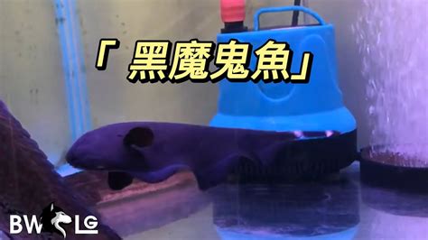 黑魔鬼魚飼養|黑魔鬼怎麼養 該魚喜歡夜行生活